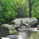 35- La riviere dans la foret 